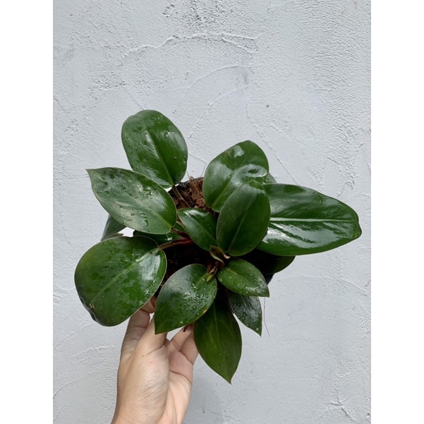 ฟิโลเดนดรอน-เรดคองโก-philodendron-red-congo-เศรษฐีมีทรัพย์-กระถาง-5-นิ้วขายตามภาพ-ทักแชทเลือกต้นได้ค่ะ