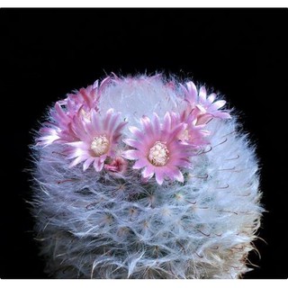 เมล็ดพันธุ์ แมมขนแมว MAMMILLARIA bocasana v. rosea​ 50 เมล็ด กระบองเพชร​ แคคตัส cactus