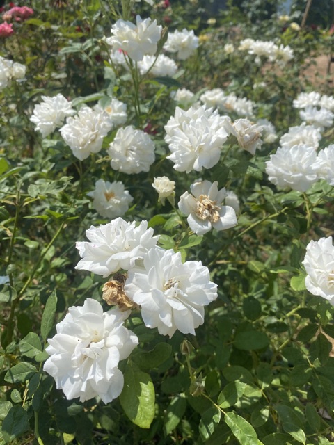 กุหลาบวาเรนไทสีขาวออกดอกทั้งปีเลี้ยงง่ายอึด