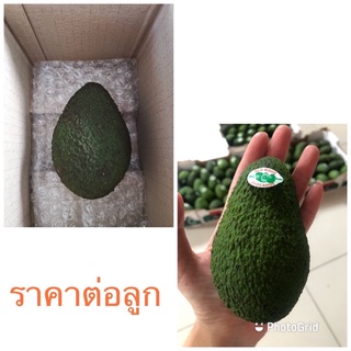 ภาพขนาดย่อของสินค้าอะโวคาโด พันธุ์แฮส เบอร์28 ลูกใหญ่ Avocado Hass(ขายเป็นลูก)