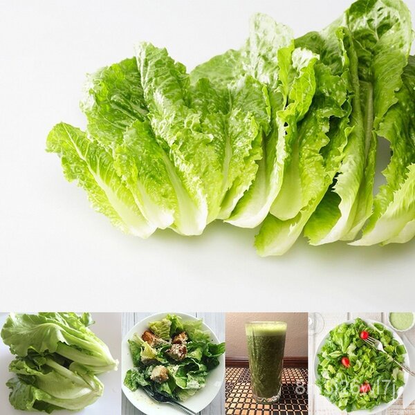 ถูก-ใหม่-สายพันธุ์บอนสี-เมล็ดพันธุ์-150-เมล็ด-lettuce-seeds-เมล็ดบอนสี-บอนสีหายาก-เมล็ดพันธุ์ผัก-พันธุ์ไม้ผล-เมล็ดดอก-u6