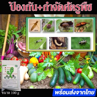 📣เชื้อราแบบผง(100กรัม)เข้มข้นรวม3แรงบวก กำจัดไข่แมลง+ตัวแมลง+หนอน ศัตรูพืชครอบคลุม ป้องกันและกำจัดแมลงศัตรูพืช เพลี้ยไฟ