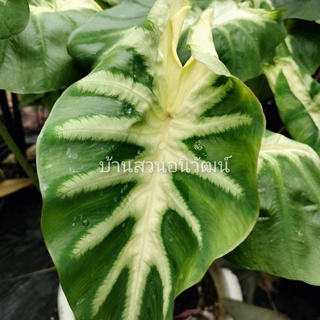 (ชำแล้วส่งทั้งกระถาง) โคโลคาเซียเมาอิซันไรส์ Colocasia maui sunrise