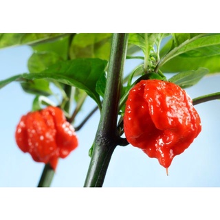 ต้นกล้า พริกแคโรไลน่ารีพเพอร์ Carolina Reaper ต้นพริก พริกที่เผ็ดที่สุดในโลก กล้าละ 39 บาท