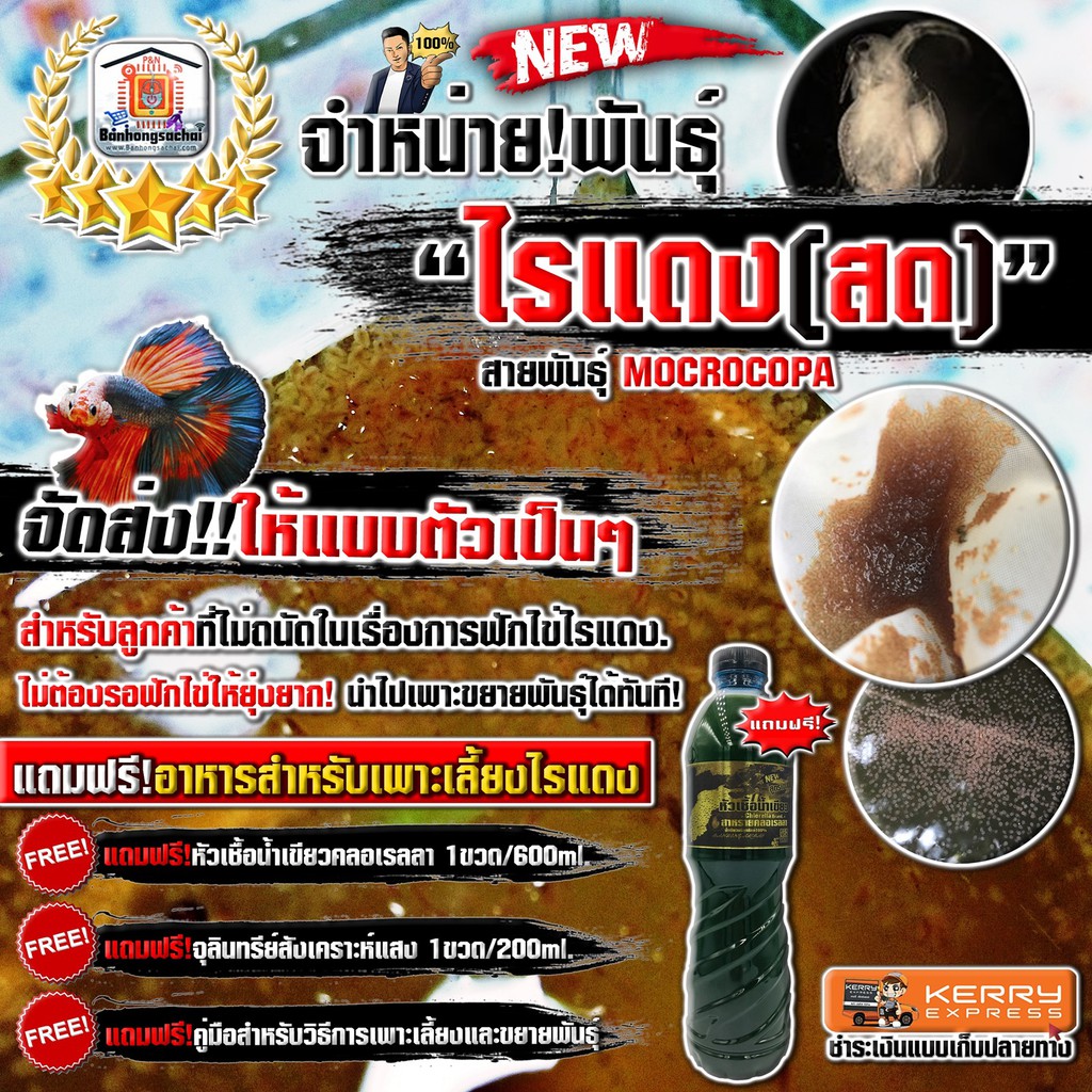 ภาพหน้าปกสินค้าไรแดงสด สายพันธุ์มาโคโครปา (Macorcopa) นำไปขยายพันธุ์ลงอ่างเพาะเลี้ยงได้ทันที ไม่ต้องเสี่ยง รอลุ้นในการฟักไข่ไรแดง. จากร้าน banhongsachai บน Shopee