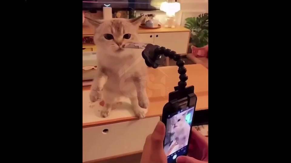 selfie-stick-for-pet-ไม้เซลฟี่-สำหรับสัตว์เลี้ยง-นวัตกรรมสำหรับการถ่ายรูปสัตว์เลี้ยง-ที่จะได้ภาพมุมคิ้วท์ๆ-ของน้องๆด้วยต