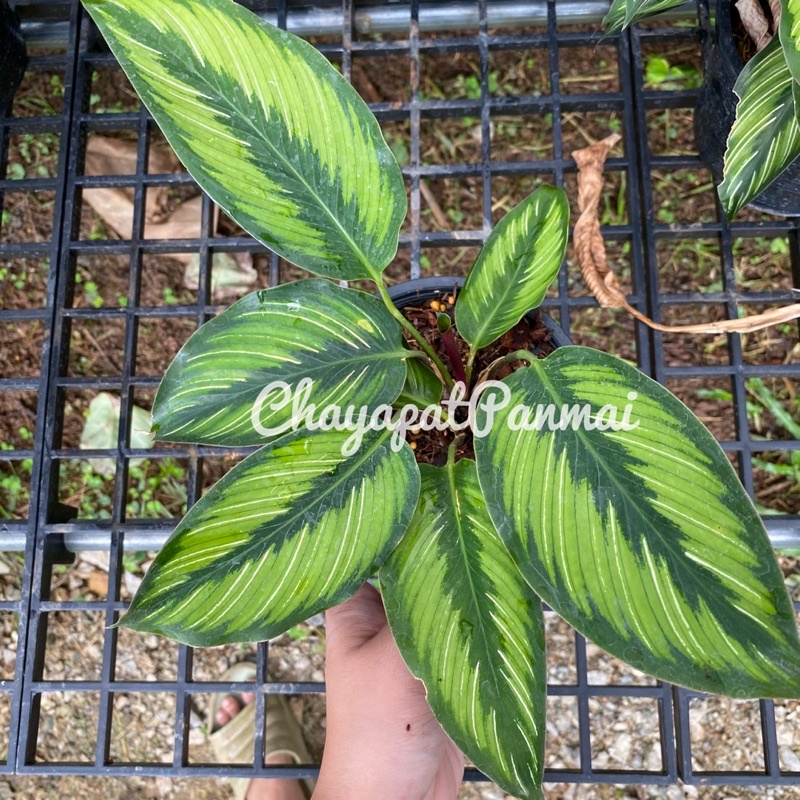 คล้าบิวตี้สตาร์-calathea-beauty-star-กระถาง5นิ้ว