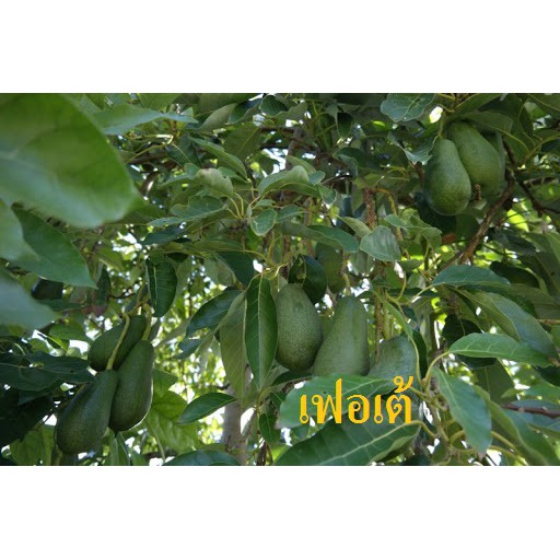 ต้นอะโวคาโด้เสียบยอด-พันธุ์-เฟอเต้-fuerte-avocado-tree