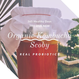 ORGANIC KOMBUCHA SCOBY หัวเชื้อทำน้ำคอมบุฉะ