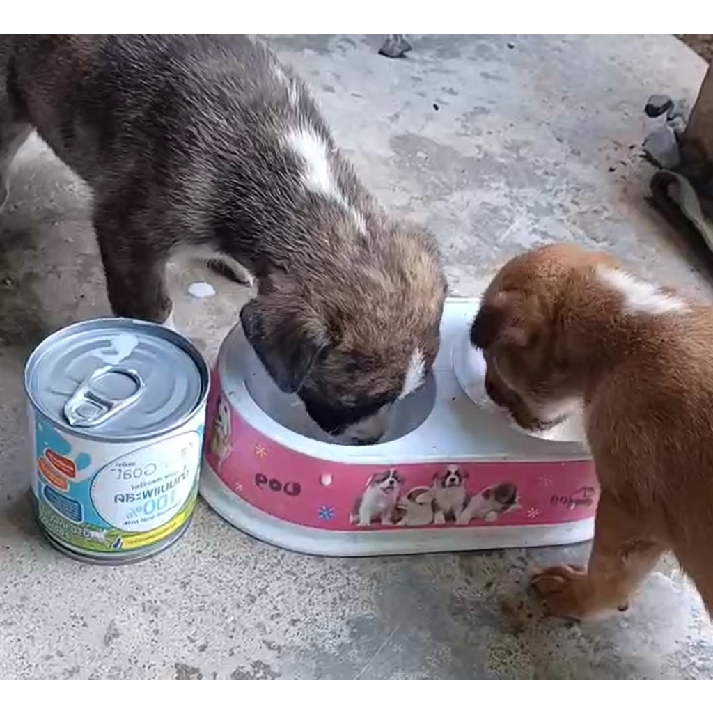 ภาพหน้าปกสินค้านมแพะ นม สำหรับ สุนัข และ แมว สเตอร์รี่ไรส์ Sterilized Goat Milk ขนาด200ml AM Goat หมา นมหมา นมแมว จากร้าน pawfessionals บน Shopee