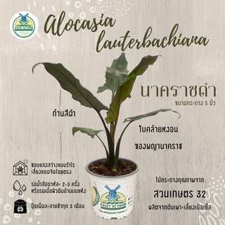 ภาพขนาดย่อสินค้านาคราชดำ : นาคราชประทานพร : อโลคาเซีย แก้วสารพัดนึกใบหยัก (Alocasia Lauterbachiana)