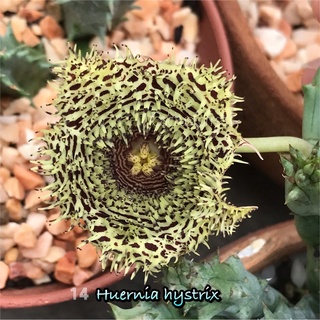 เก๋งจีนเด็ดสด Huernia Hystrix