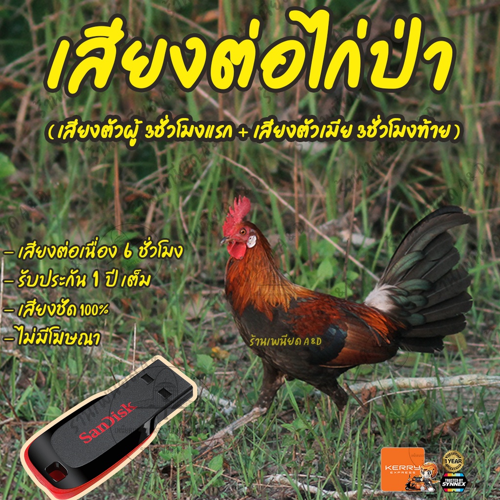 เสียงต่อไก่ป่า-เสียงตัวผู้-3ชั่วโมงแรก-เสียงตัวเมีย-3ชั่วโมงท้าย-ไม่มีโฆษณา-แฟลชไดร์ฟ-flash-drive-มีเก็บเงินปลายทาง