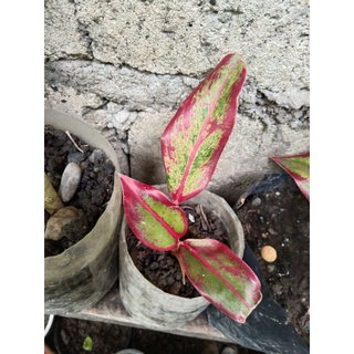 seeds Red Lipstick Aglaonema - Live Plant เมล็ดพันธ50 เมล็ด (ไม่ใช่พืชที่มีชีวิต)
