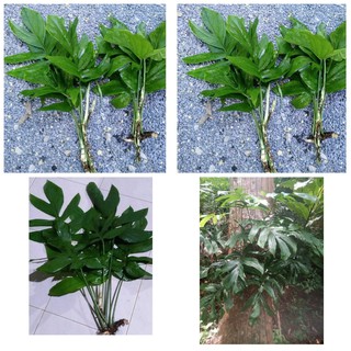 (ขายเป็นเซต6กิ่ง) (ขาย กิ่งพันธุ์) ก้าน กิ่ง ต้น มอนสเตอร่า ป่า Monstera Anantaporn