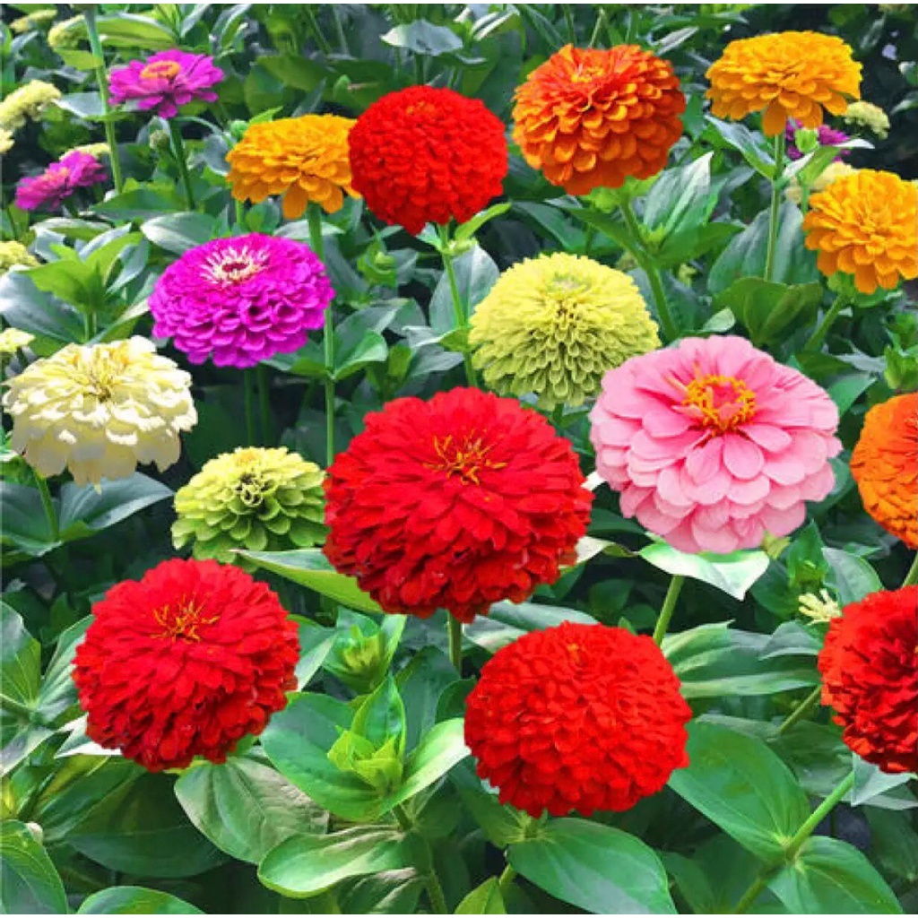 เมล็ดพันธุ์-ดอกบานชื่นคละสี-100-เมล็ด-mixed-zinnia-flower-seed-เมล็ดพันธุ์แท้-ดอกบานชื่นซ้อน-เมล็ดบานชื่น