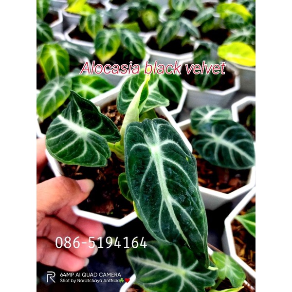 อโลคาเซีย-แบล็ค-เวลเวท-ใบกำมะหยี-alocasia-black-velvet-ไม้ประดับhothit-มาแรง