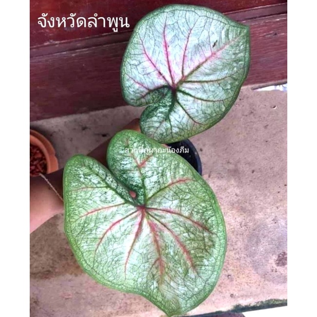 บอนสี-จังหวัดลำพูน-แชทเลือกต้น