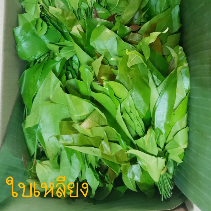 ภาพหน้าปกสินค้าใบเหลียง เมืองตรัง น้ำหนัก 1 กิโลกรัม