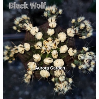 หน่อ แคคตัส ยิมโน Black Wolf โคลนใหม่ สีดำสวยเท่ ยังมีไม่เยอะในตลาด