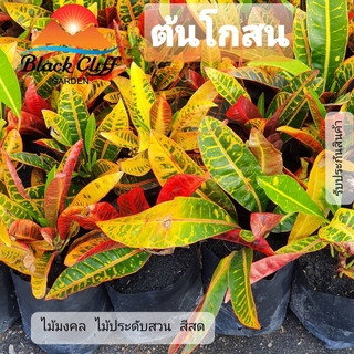 ต้นโกสน ผักสวนครัว ต้นไม้ ไม้ผล ต้นพันธ์ เมล็ดพันธ์ พันธุ์ไม้ ไม้มงคล ไม้ฟอกอากาศ เมล็ดพันธุ์ สวนเขาหมาก โกสนคนโบราณก...