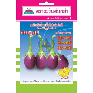 เมล็ดพันธุ์ มะเขือไข่เต่าม่วงรี ชมพูนุช 1 กรัม/ซอง ตราตะวันต้นกล้า