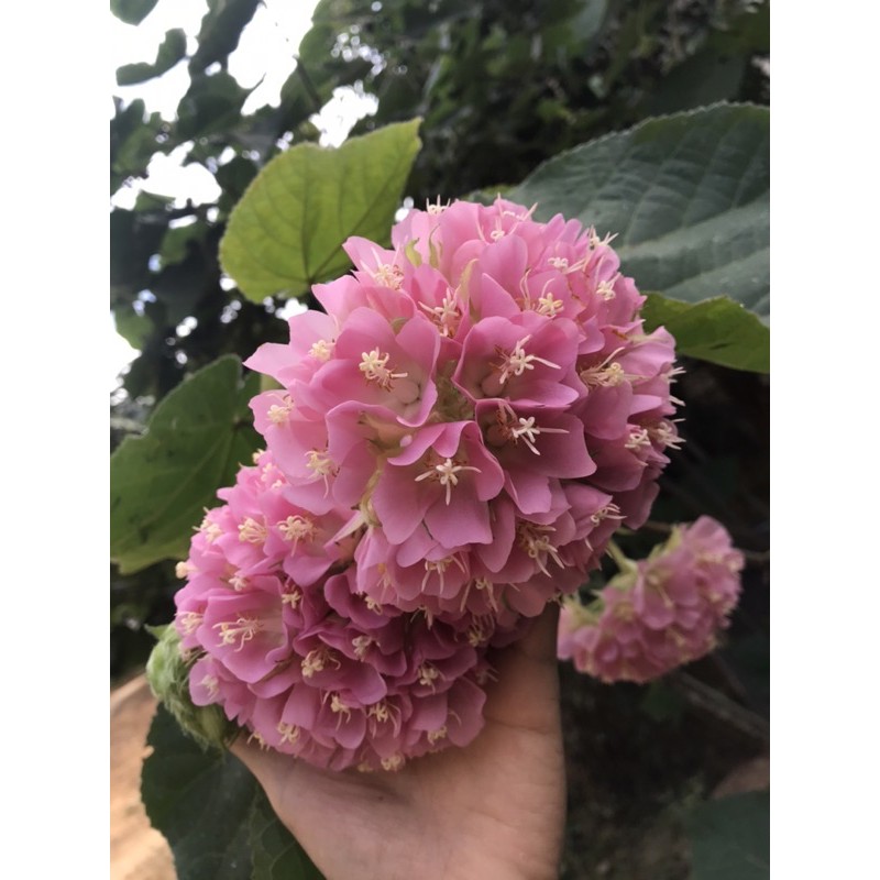 พุดตานญี่ปุ่น-dombeya-elegans-ต้นใหญ่ติดดอกพร้อมปลูก