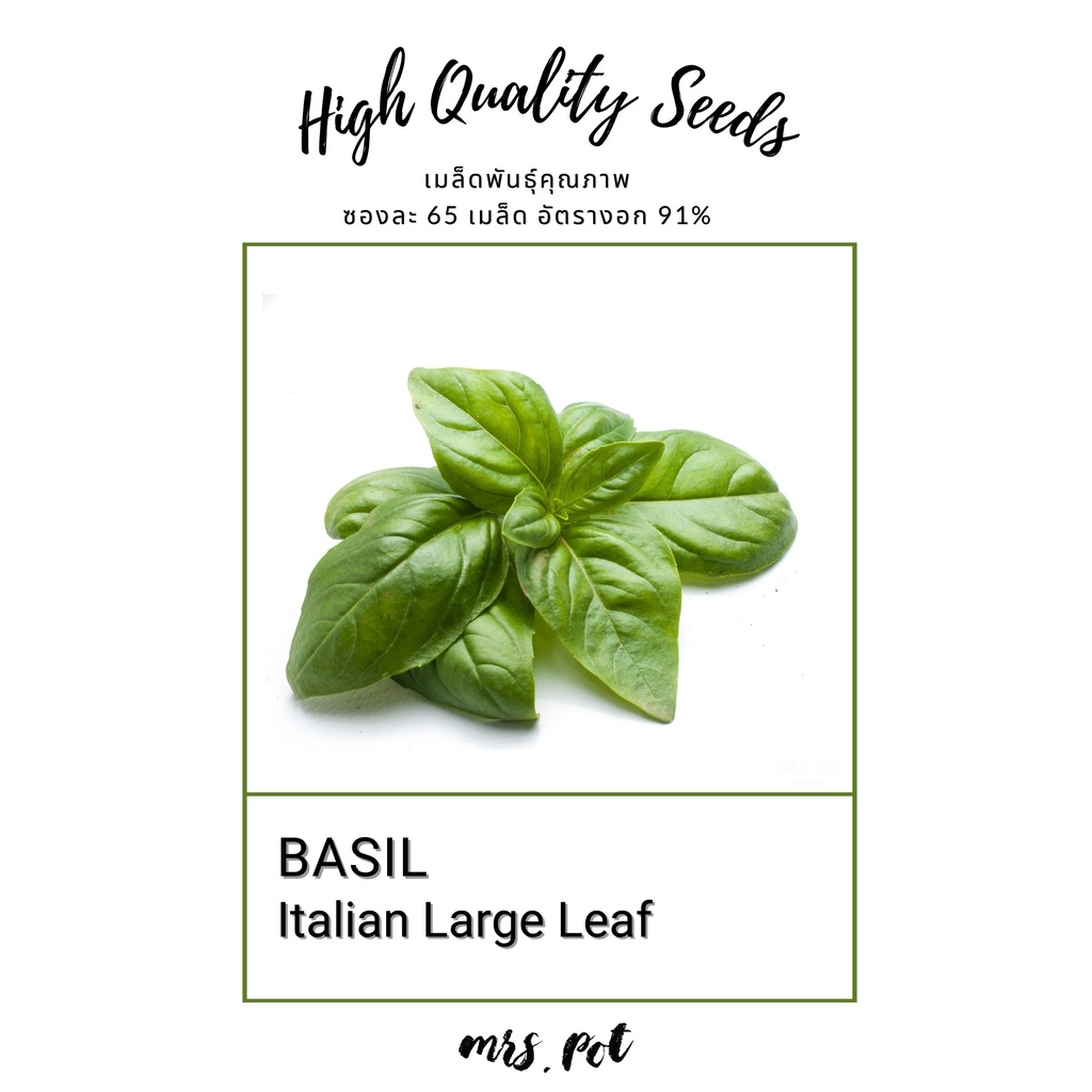 เมล็ดอิตาเลียนเบซิล-italian-large-leaf-basil