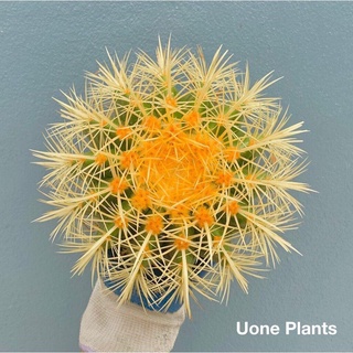 ▲✽◄  15-17cm Long thorns หนามยาม กระบองเพชร แคคตัส พืชอวบน้ำถังทอง ขนาด cactus  Echinocactus grusonii เอคิโนแคคตัสกรูซอน