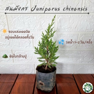 สินค้า สนมังกร ต้นกล้าสนมังกร🌲 สูง 16 ซม. เลี้ยงง่ายชอบแดด สามารถเลี้ยงประดับออฟฟิต รั้วบ้าน ตัดแต่งกิ่งได้ตามต้องการบอนไซ