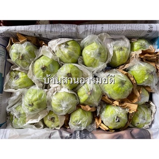 สินค้า ฝรั่งกิมจู เกรด B 8kg สด สะอาด หวาน กรอบ อร่อย แคลน้อย กินลดน้ำหนัก สุขภาพดี วิตามิน C สูงงงง