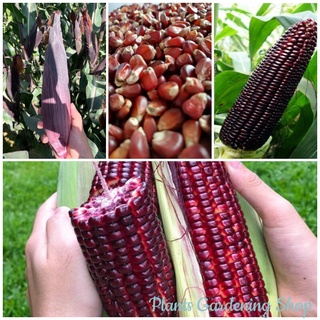 เมล็ดพันธุ์ข้าวโพดแดง ข้าวโพดข้าวเหนียว (Sweet Red Corn Seeds) Vegetable Seeds50 เมล็ด (ไม่ใช่พืชที่มีชีวิต)