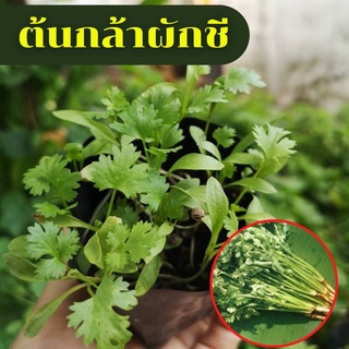 ต้นกล้าผักชี ผักชีไทย ผักสวนครัวพร้อมปลูก