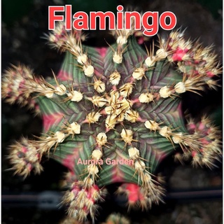 หน่อเด็ดสด แคคตัส ยิมโน ฟลามิงโก้ (Flamingo)