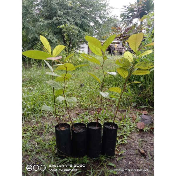 ต้นสมอไทยผลไม้โบราณขายเป็นชุด-4-ถุง-100