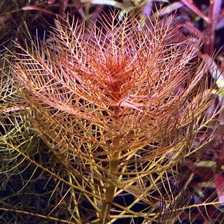 ขนนกญี่ปุ่นแดง - Myriophyllum red ต้นไม้น้ำ ไม้หลังตู้