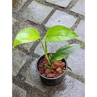 Epipremnum pinnatum yellow flame no. 1 – Thai Exotic Greenery