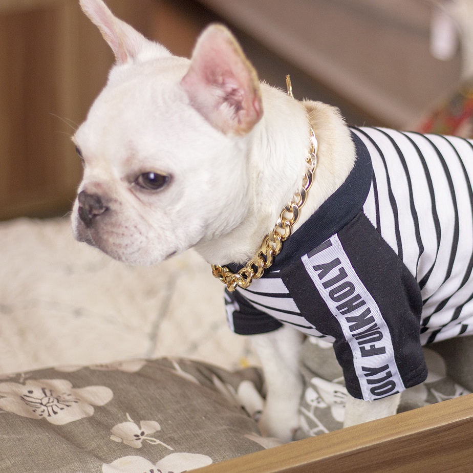 ภาพสินค้าปลอกคอพลาสติก สามารถปรับขนาดได้ สไตล์ฝรั่งเศส สําหรับสัตว์เลี้ยง สุนัข แมว จากร้าน jerryshop.th บน Shopee ภาพที่ 6