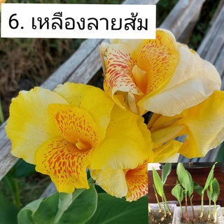 พุทธรักษา ☝เหลืองมาก+ส้ม☝ (ส่งต้นสูง 20-30 ซม)