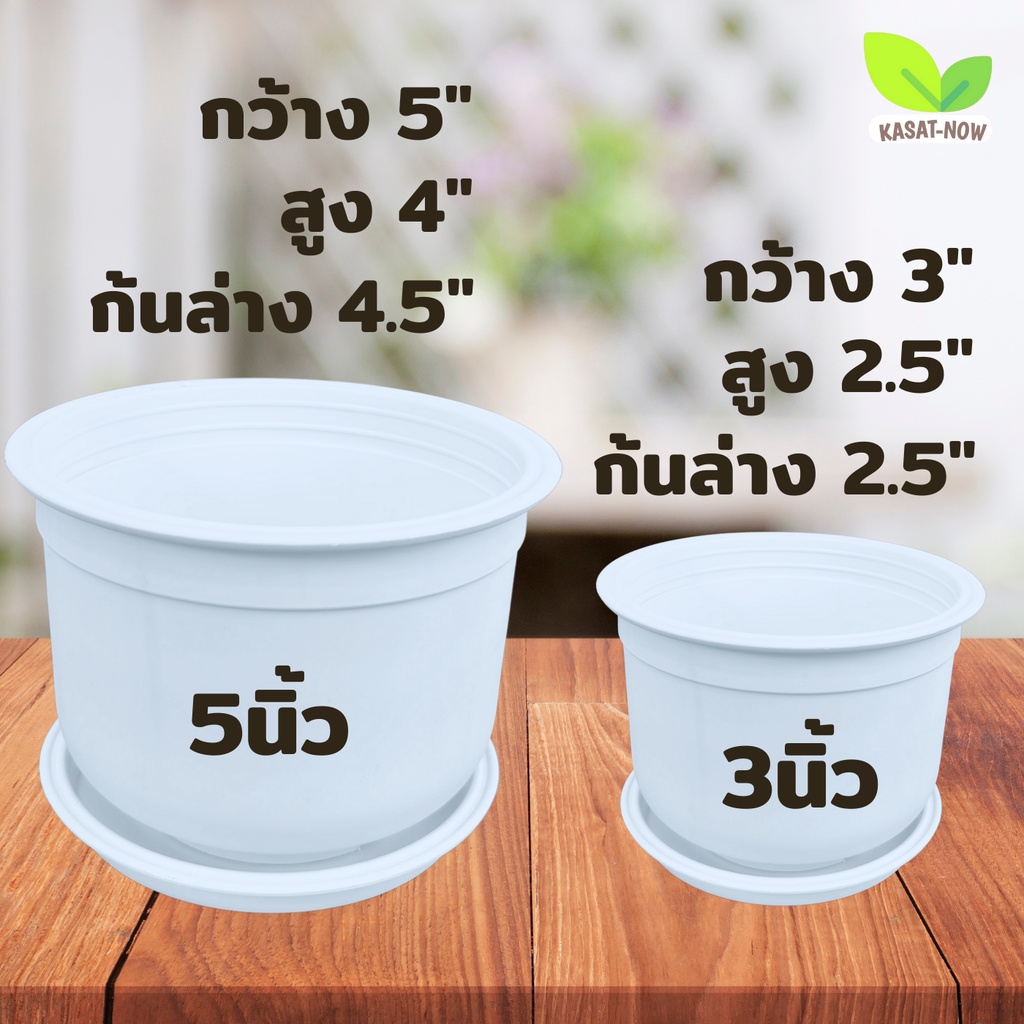 ภาพหน้าปกสินค้ากระถาง ถ้วยบะหมี่พร้อมจาน 3,5นิ้ว เนื้อหนา สีด้าน กระถางต้นไม้พลาสติก พร้อมจานรอง กระถางตั้งโต๊ะ กระบองเพรช กระถางไม้ใบ จากร้าน kasetnow2020 บน Shopee