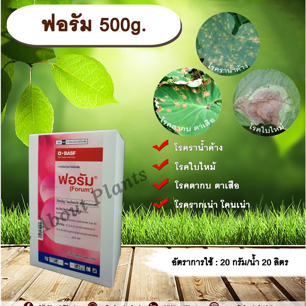 ฟอรัม-500g-ไดเมโทมอร์ฟ-สารกำจัดโรคเชื้อรา-โรคราน้ำค้าง-ใบไหม้-โรคตากบตาเสือ-เชื้อรา-โรคแตงกวา-allaboutplants