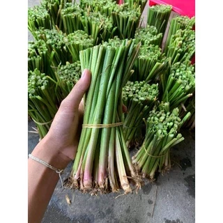 🌱หญ้าแฝกหอมพระราชทาน🌱(พันธุ์สงขลา 3 )รากยาวใบไม่คมปลูกแล้วทนแล้งทนฝน🌦️50 ต้น 49 บาท photo