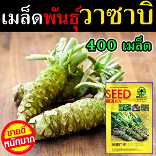 ส่งทุกวัน เมล็ดวาซาบิ เผ็ดซ่า ท้าให้ลอง เมล็ดวาซาบิ 700 เมล็ด เมล็ดพันธุ์ผัก เมล็ดพันธุ์ไม้ เมล็ดพันธุ์พืช