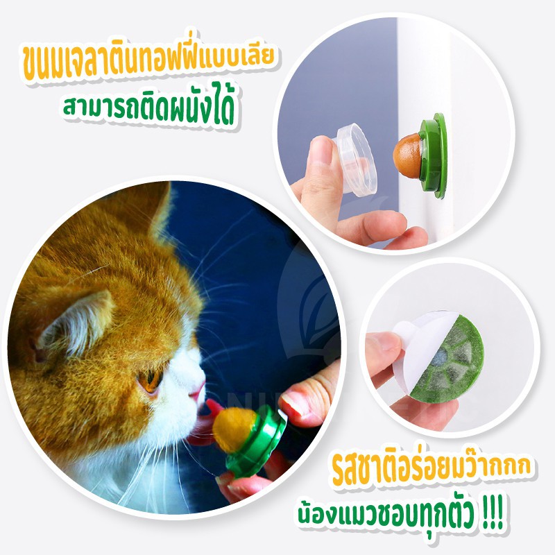 ภาพสินค้าDOODEE ขนมแมวเลีย​ ลูกอมแมวเลีย​ แมวเลีย​ อาหารเสริมแมวแบบเลีย Catnip ขนมปลา แมว ขนมแมว อาหารเสริมแมว จากร้าน doodee.shop9 บน Shopee ภาพที่ 4