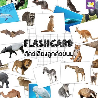 Flashcard แฟลชการ์ดสัตว์เลี้ยงลูกด้วยนม (mammals)