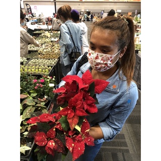 🎄ต้นคริสต์มาส  Poinsettia สีแดงด่าง ไม้นำเข้าจากฮอลแลนด์​🎄 พอยน์เซตเทียน ต้นคริสต์มาสด่างขาว ใบจุดด่างขาวแดง 🎄❤🤍