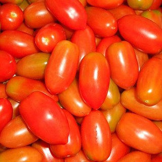 ภาพหน้าปกสินค้าต้นกล้า มะเขือเทศเชอรี่  สีแดง  มะเขือเทศราชินี    Cherry Tomatoes    กล้าละ  10 บาท   พร้อมปลูก ที่เกี่ยวข้อง
