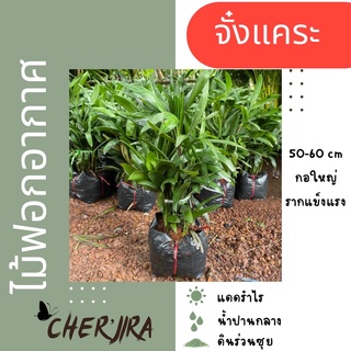 จั๋งแคระ ไม้ฟอกอากาศ กอใหญ่ ส่งทั้งตุ้ม ขนาด 50-60 cm