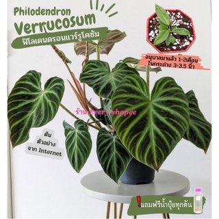 ภาพหน้าปกสินค้าฟิโลเดนดรอน แวร์รูโคซัม ฟิโลเวอร์รูโคซั่ม ฟิโลใบหัวใจ (Philodendron Verrucosum) ไม้ใบ รองรับเก็บเงินปลายทาง ที่เกี่ยวข้อง