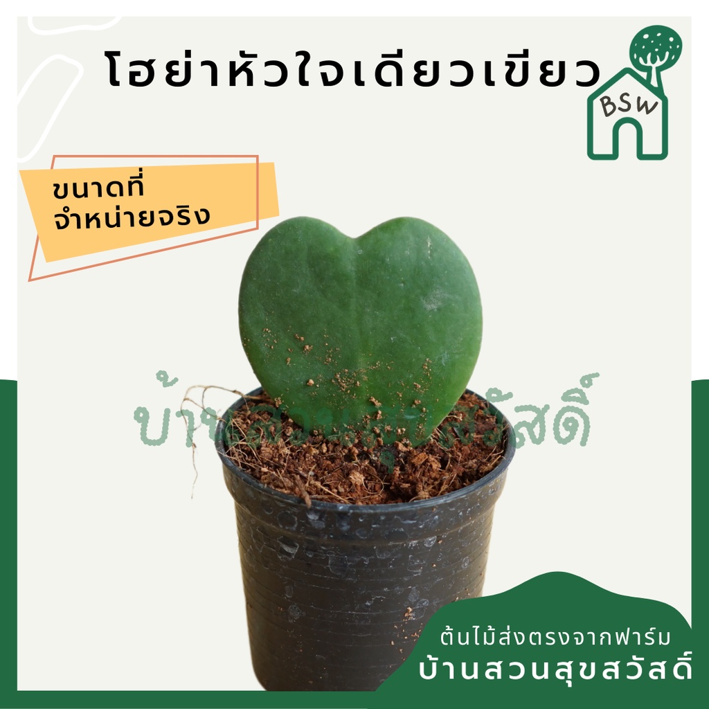 ต้นโฮย่าหัวใจใบเดียว-มาในกระถางพร้อมตั้ง